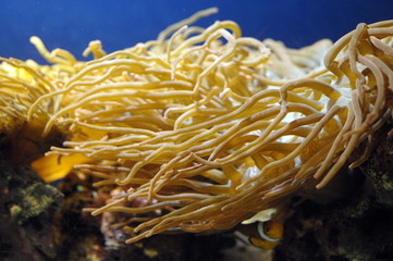 Fototapeta na wymiar Undersea world. Diving. Aquarium, aquarium, fish, corals, sharks, aquarium fish, algae