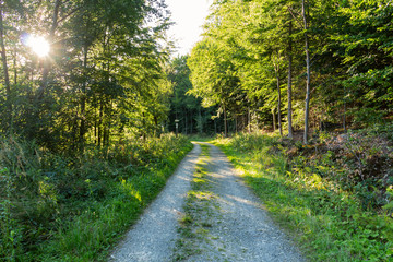 Obraz premium Cycling in Nature Forest on a rainy day. Road in Forest nature. Green forest road. Nature. Road. Natural environment.