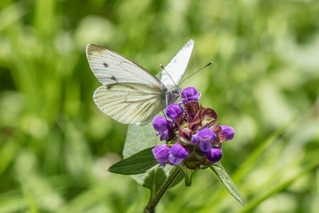 falter auf blüte