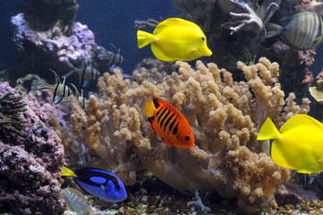 Naklejka na ściany i meble Undersea world. Diving. Aquarium, aquarium, fish, corals, sharks, aquarium fish, algae