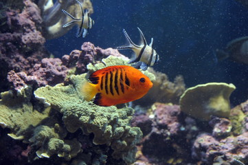 Undersea world. Diving. Aquarium, aquarium, fish, corals, sharks, aquarium fish, algae