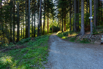 Fototapeta premium Cycling in Nature Forest on a rainy day. Road in Forest nature. Green forest road. Nature. Road. Natural environment.