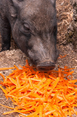 Schwein frisst Küchenabfälle III