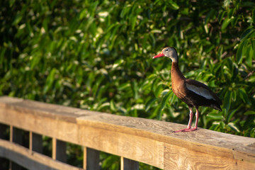 Black-bellied whistling duck in the Wakodahatchee Wetlands in Delray, Florida