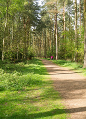 Dog walkers on a path amongst the tall trees in Sandringham.
