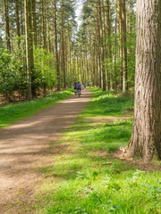 Cyclists riding along the path between tall trees at the Sandringham Estate, Norfolk