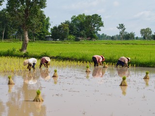 Agriculture in rice fields