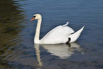 Płynący łabędź (Cygnus) © Maciej