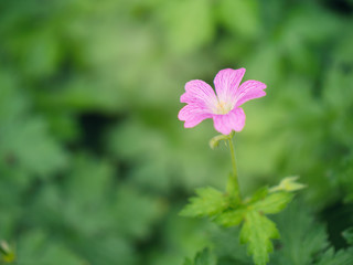  flower in the Summer garden,Northern Ireland
