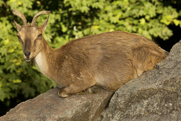 Markhor (Capra falconeri).