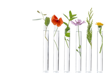 beautiful flowers on test tube in laboratory, scientist experiment on biology and chemistry on...