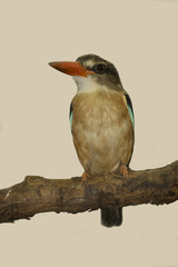 Brown-hooded Kingfisher. (Halcyon albiventris).