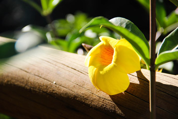 Yellow Flower