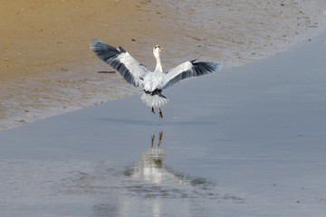 grey heron
