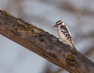 Downy Woodpecker