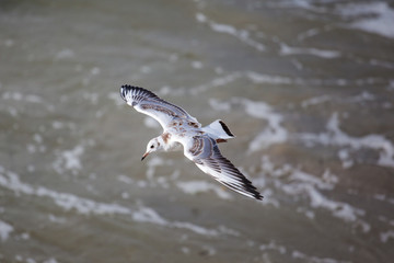 the sea gull flies against the background of the sea coast