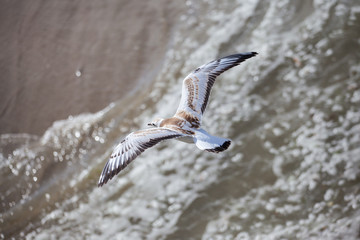 the sea gull flies against the background of the sea coast