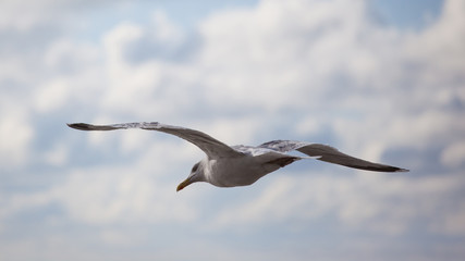 a sea gull flies against a cloudy sky