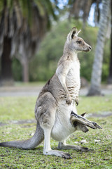 Kangaroo with baby Kangaroo 