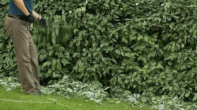 Gardener cleans cropped leaves with rake