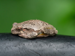 Gray Tree Frog