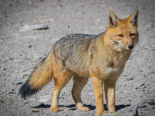 Fototapeta premium Fox 6