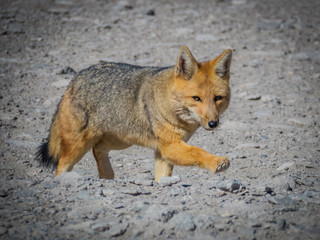 Fototapeta premium Fox 10