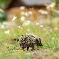 hedgehog walking on chamomiles flowers in garden © Max