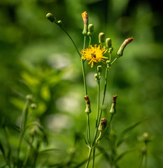 Bee on yellow flower