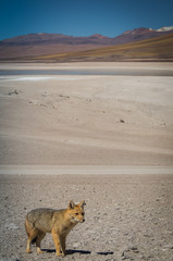 Fototapeta premium Fox with landscape 1