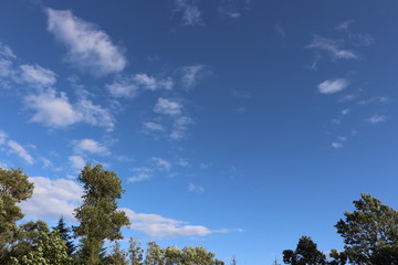 Obraz premium Treetops against blue sky with white clouds