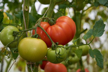 Beautiful red ripe tomatoes grow in a greenhouse.