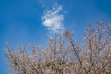 桜　金立公園