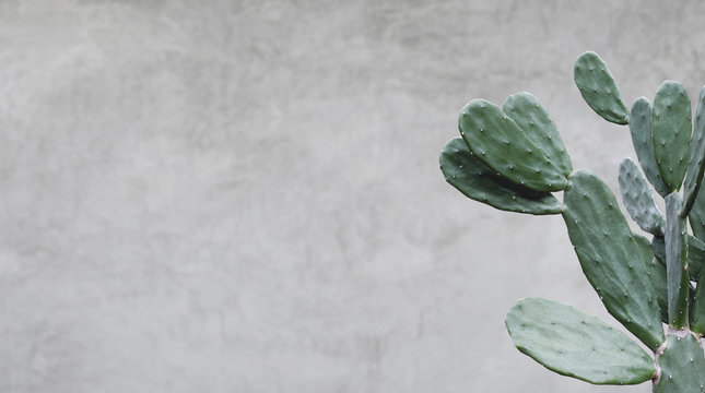 Cactus on cement background minimal summer