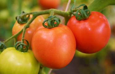Beautiful red ripe tomatoes grow in a greenhouse.