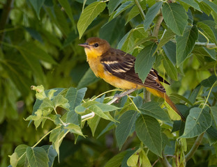 Oriole