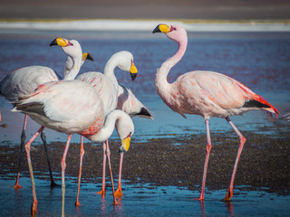 Flamingos 5
