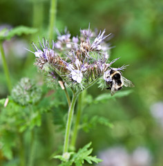 A bumblebee on a flower