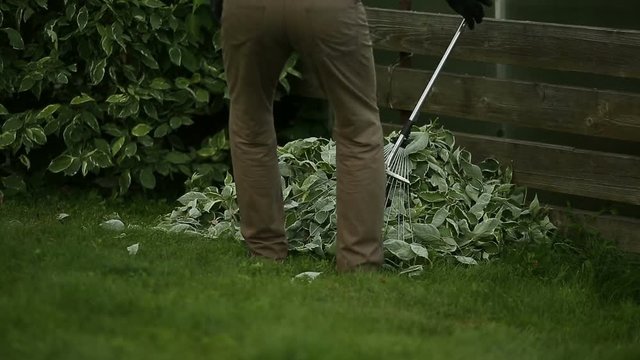 Gardener cleans cropped leaves with rake