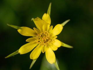 Lone Yellow Flower