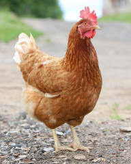 brown hen looking for food in the farm yard. Chickens. Free Range Cock and Hens