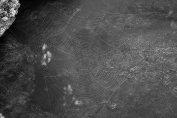 Tela de araña