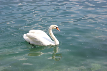 Swan on Lake Garda, Italy