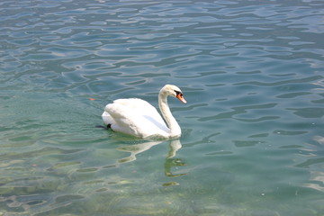 Obraz premium Swan on Lake Garda, Italy