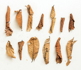 Group of Yellow Brown Dry Leaves, Isolated on White Background