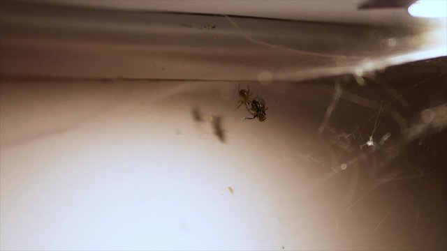 spider hunter