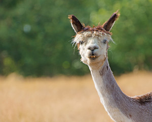 Alpaca in Field