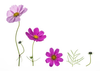 set of pink and purple cosmos flowers isolated on white background with copy space