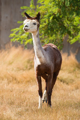 Alpaca in Field