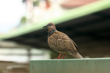 photo of pigeon on the wall